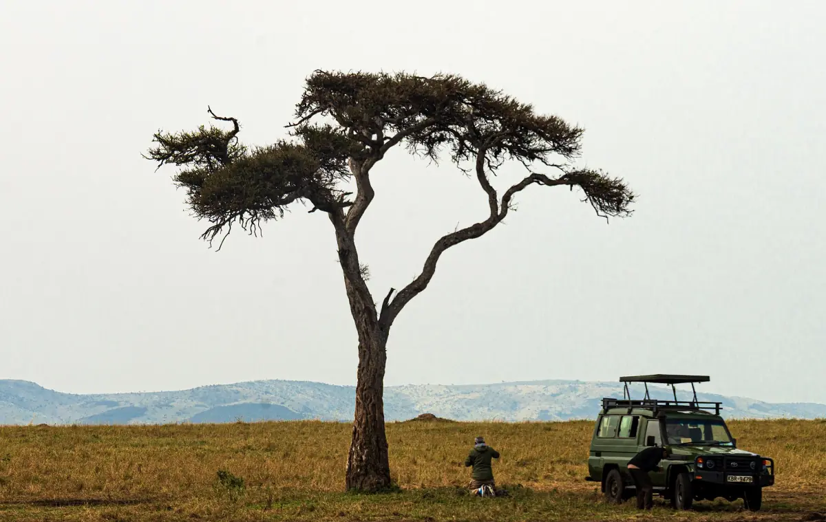 A safari vehicle under an acacia tree in the Maasai Mara