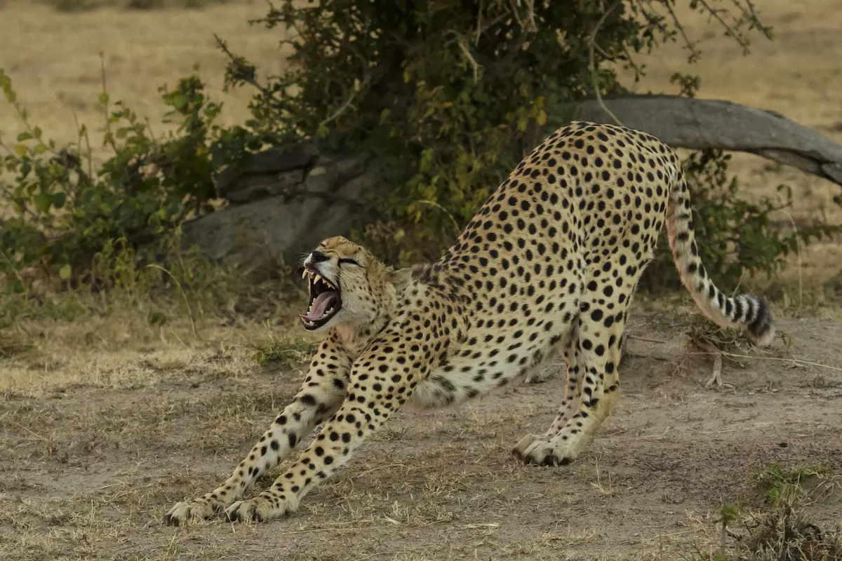 A cheetah stretching in the Mara