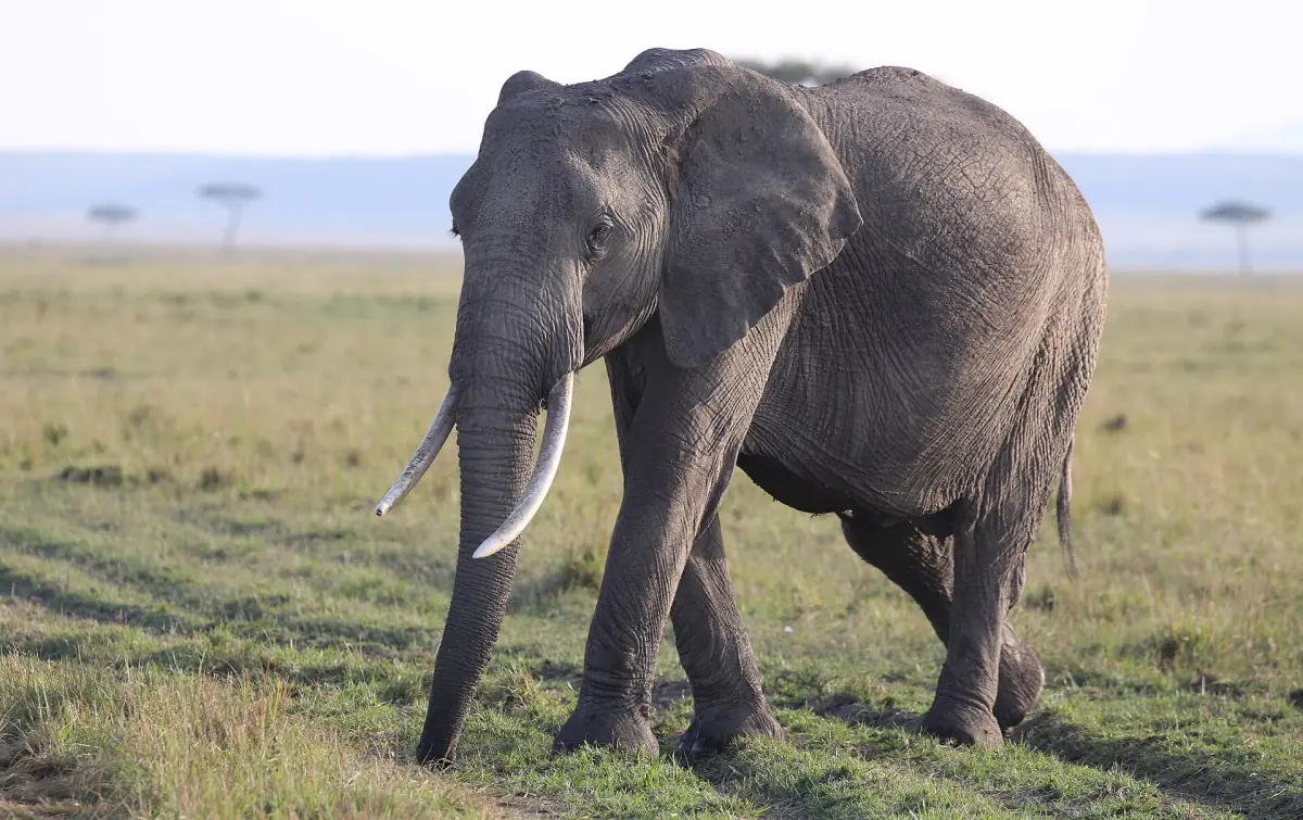 An elephant on the Mara plains