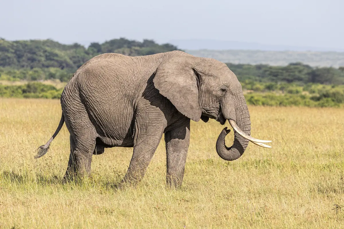 An elephant feeding in the grass