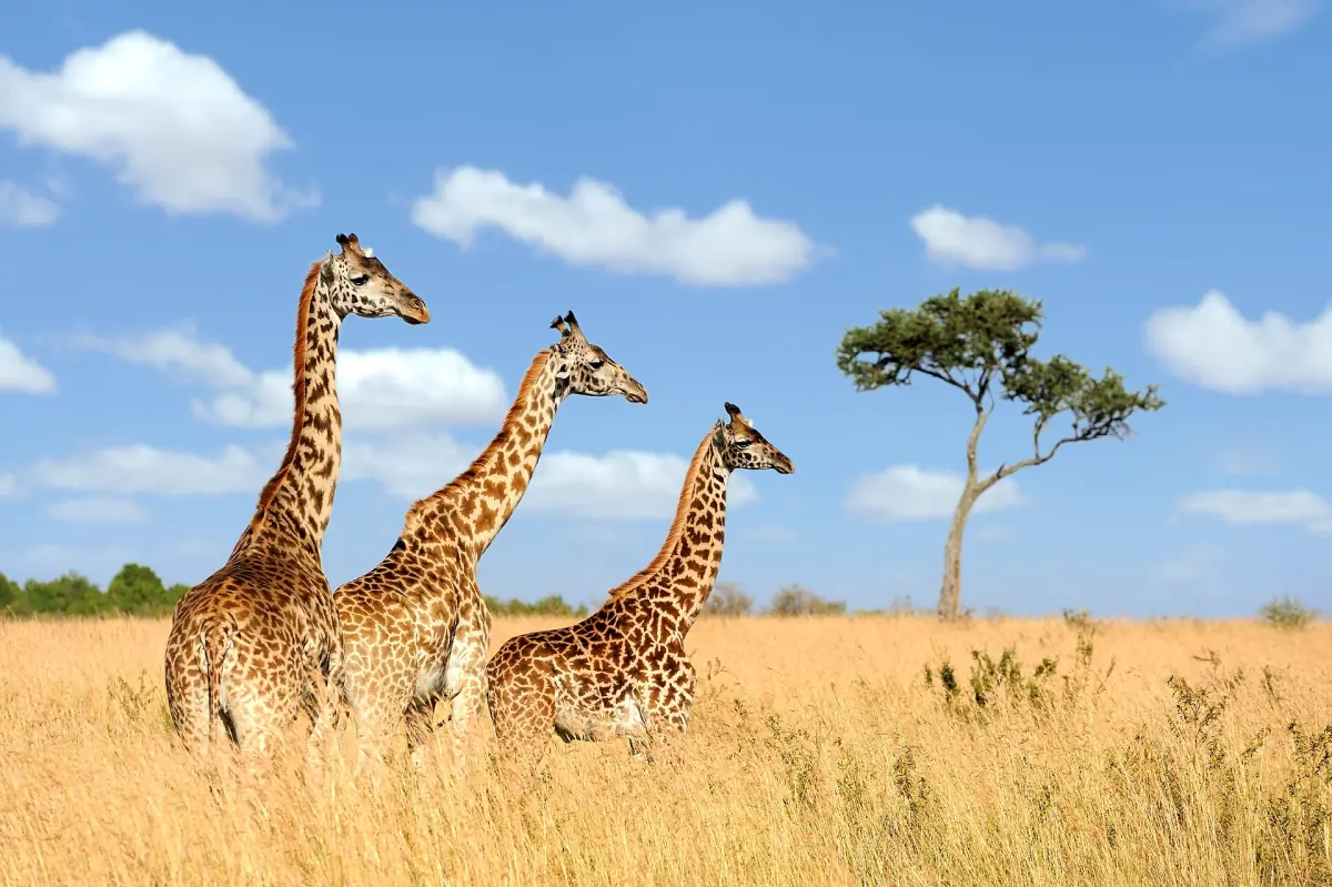 Giraffes on the Mara plains