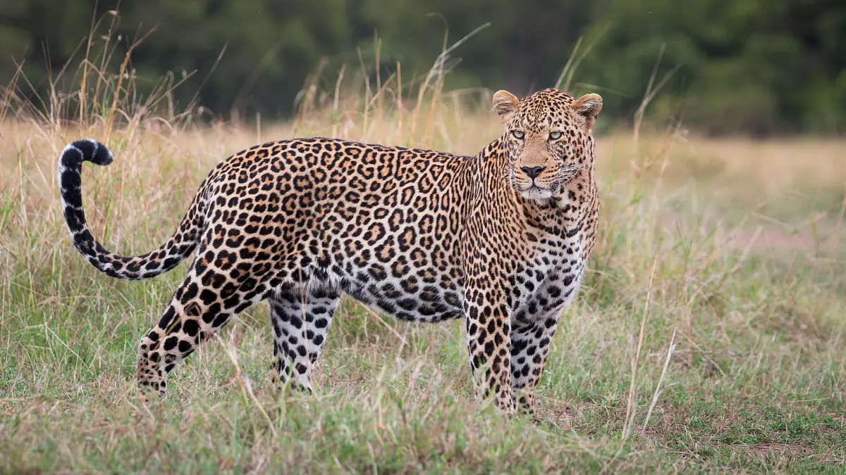 A male leopard in the Mara
