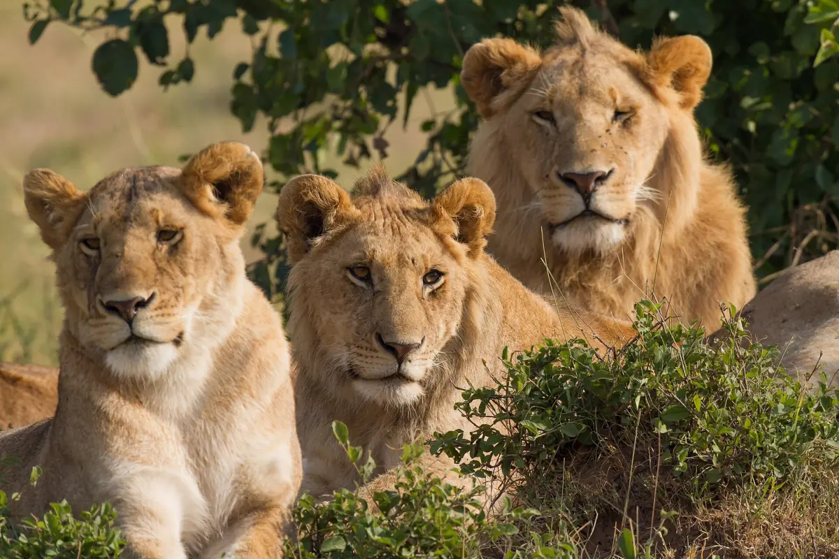 A lion family resting in the Mara