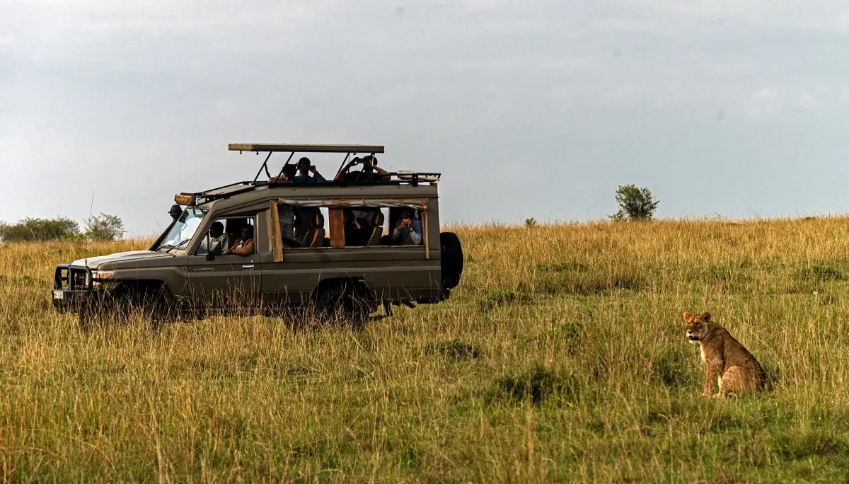 A lioness near a safari vehicle
