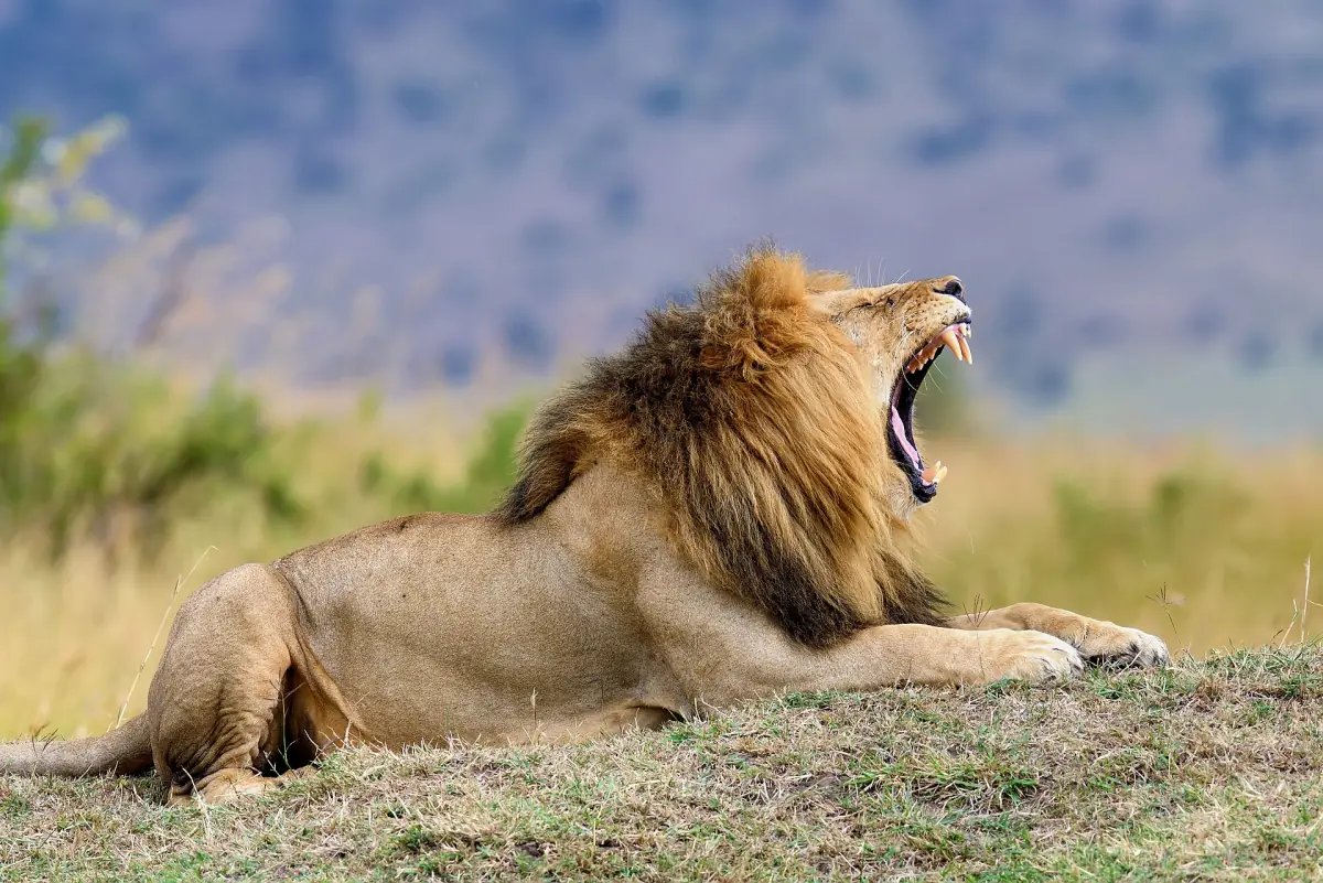 A male lion yawning on a mound