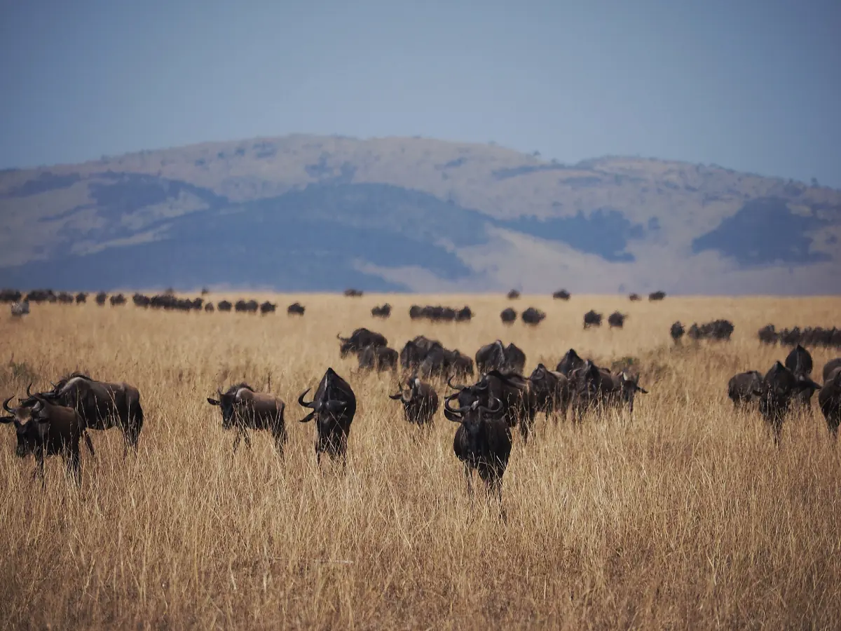 Wildebeest spread across the plains