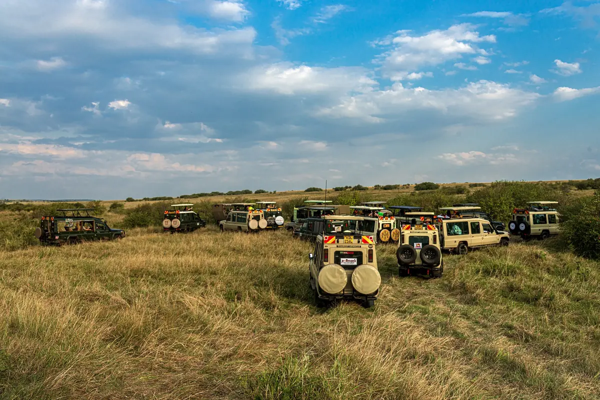 Safari vehicles at a sighting
