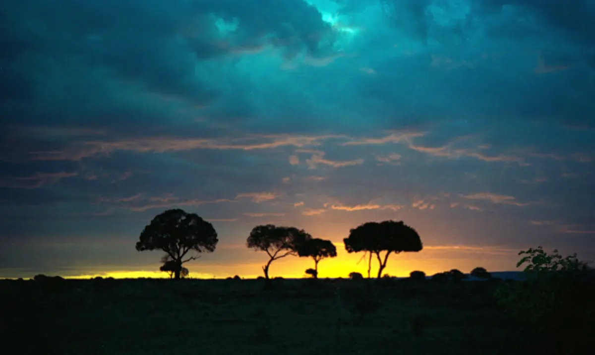 Acacias silhouetted at sunset
