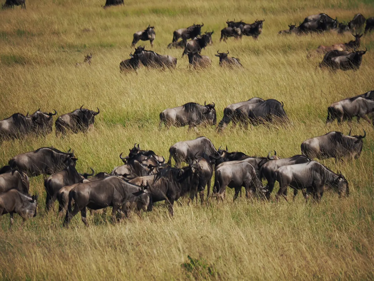 A wildebeest herd in the Mara