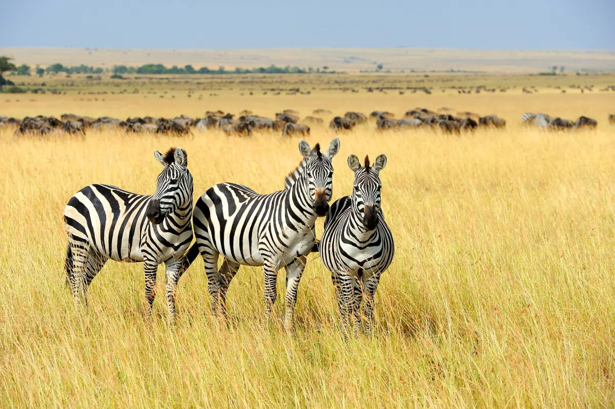 Three zebras in the Maasai Mara grassland