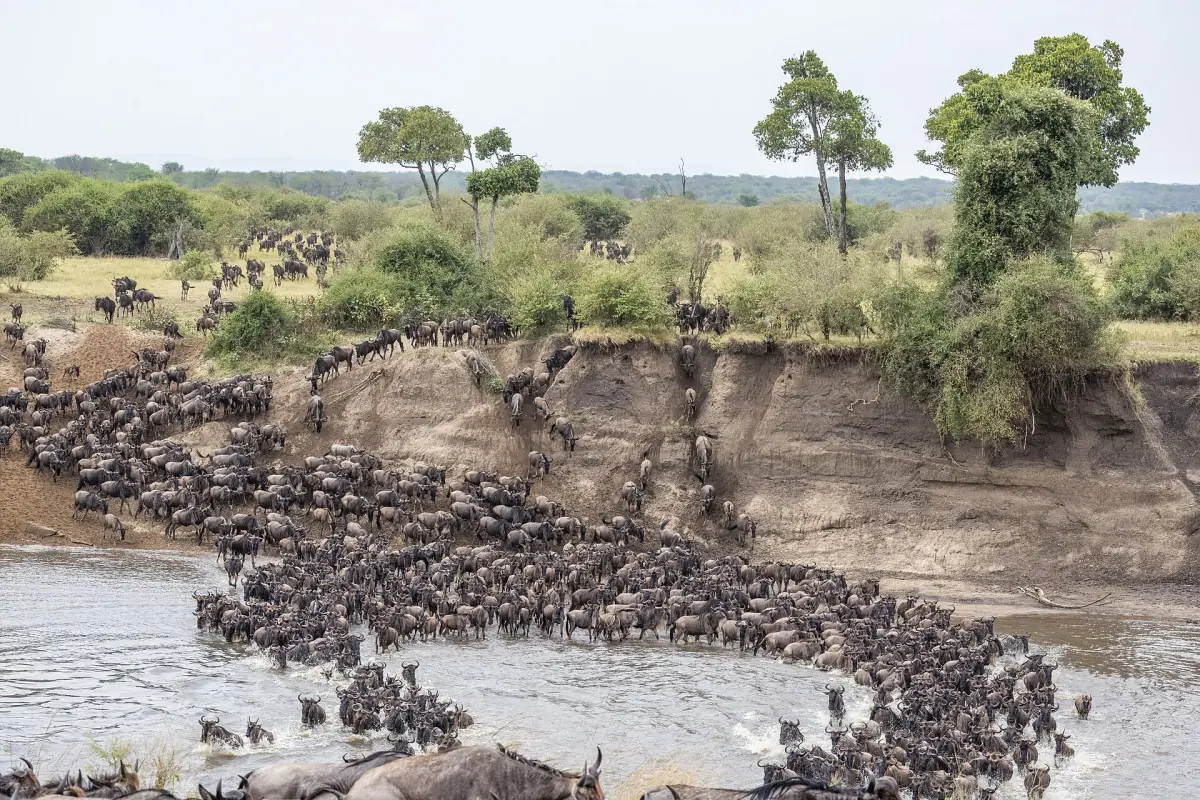 Wildebeest crossing the Mara River