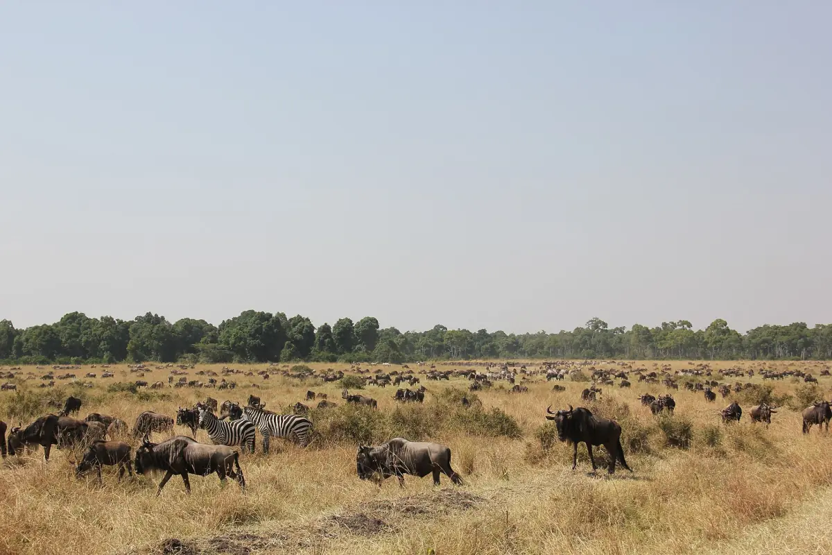 Herds in the Mara Triangle