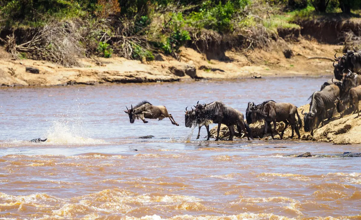 Wildebeest jumping into the Mara River